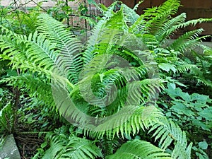 Closeup one large Ferns with fern group behind grows in the garden
