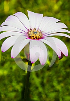 Closeup of one large white margarita daisy.