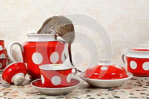 Closeup one rat climbs into teapot near red cups on countertop at kitchen in an apartment house.