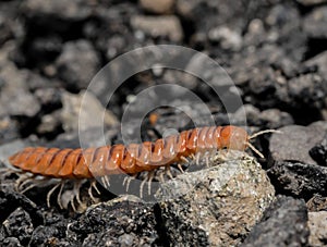 Closeup of one Red Brown Centipede