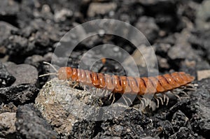 Closeup of one Red Brown Centipede