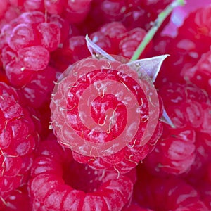 Closeup of one red ripe bright raspberry with peduncle on the background of many berries. Square macro shot. Fresh sweet