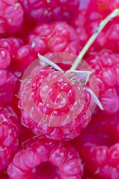 Closeup of one red ripe bright raspberry with peduncle on the background of many berries. Vertical macro shot. Fresh