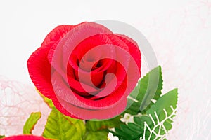 closeup one red rose flower in bunch with white background