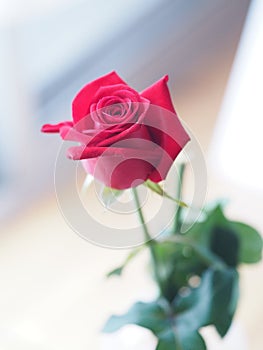 Closeup one red rose flower symbol love Happy Valentine Day