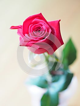 Closeup one red rose flower symbol love Happy Valentine Day