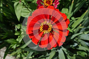 Closeup of one red semi-double flower of Zinnia elegans in mid July