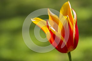 Closeup of One Separate Dutch Yellow -Red Tulip of Sort SYNAEDA KING