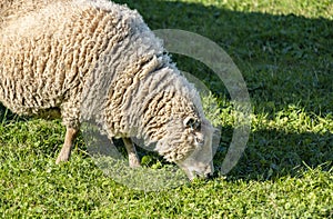 Closeup of One Sheep Grazing #2