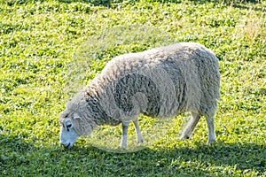 Closeup of One Sheep Grazing #3