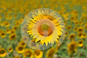 one single common sun flower (Helianthus Annuus) photo