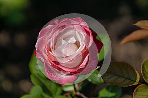 Closeup of one single pink and white rose with green leafs