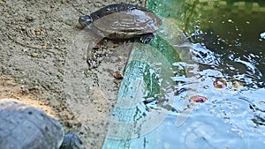 Closeup one water turtle went out on gray sand from pond with swimming turtles