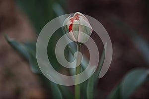 Closeup of One White Colored Tulip with Leaves in Against Black Background