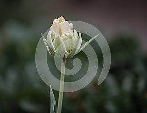 Closeup of One White Colored Tulip with Leaves in Against Black Background