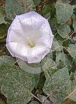 Closeup of one white sacred datura wrightii flower