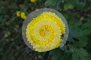 Closeup of one yellow flower of Chrysanthemum in October