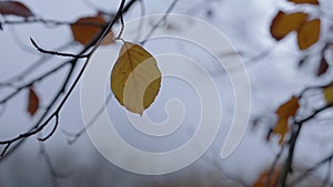 Closeup of one yellow leaf on tree branch on cloudy day in autumn