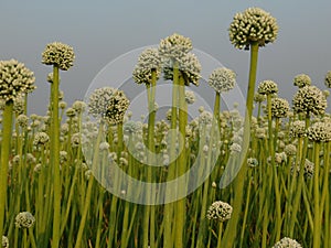 Closeup of onion flower in filed