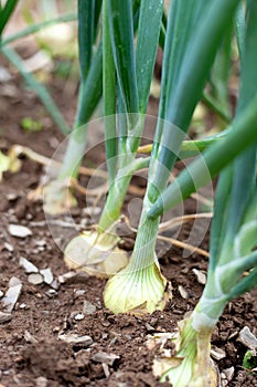 Closeup of onions growing in soil.