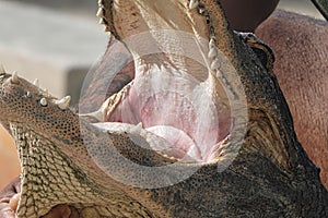 Closeup of open alligator\'s mouth in Everglades, Florida photo