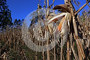 Closeup of open corn cob, on the plantation