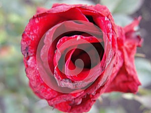 Closeup of opened flower scarlet red tea rose macro photo