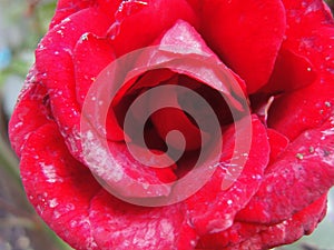 Closeup of opened flower scarlet red tea rose macro photo