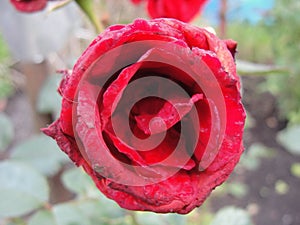 Closeup of opened flower scarlet red tea rose macro photo