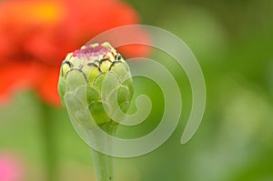 Closeup of opening zinnia flower bud