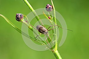 Closeup of an Opilione , known as harvestman, harvester, or daddy longleg