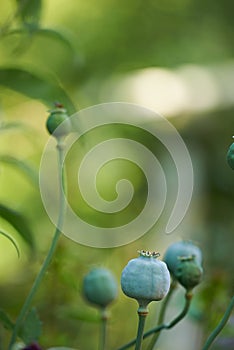 Closeup of Opium poppy heads and bud growing in a field or garden on a sunny day with copyspace. Papaver somniferum or