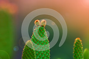 Closeup Opuntia microdasys  angel`s-wings, bunny ears cactus, bunny cactus or polka-dot cactus  is a species of flowering plant