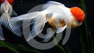 Closeup of oranda fish swimming in water