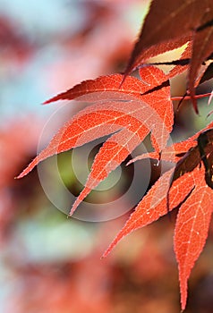 A closeup of orange autumn leaves