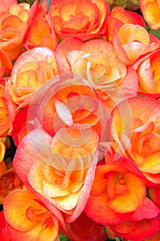 Closeup orange begonias flowers