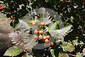 Closeup of orange berries of Sorbus aria in September photo
