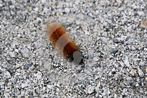 A closeup of an orange and black fuzzy caterpillar