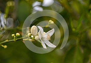 Closeup of orange blossoms on a tree 2