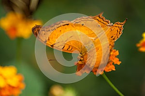 Orange butterfly on orange lantana in a tropical gree