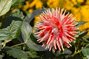 Closeup of orange cactus dahlia flower