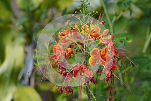 Closeup of orange Caesalpinioideae blossom with greenery in the background photo