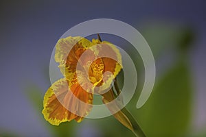 A closeup orange canna lily flower