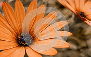 Closeup of an orange cape daisy
