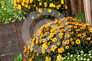 Orange chrysanthemums in a garden photo