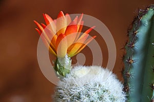 Closeup orange color of blooming cactus flower is Astrophytum asterias is a species of white thorn cactus plant