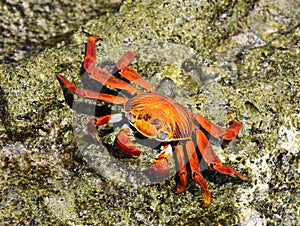 Sally lightfoot crab Grapsus grapsus on rock photo