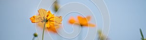 Closeup of orange Cosmos flower on blurred gereen background under sunlight with copy space using as background natural plants