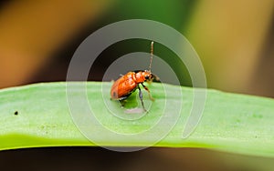 Closeup of orange Cucurbit Beetle photo