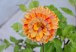 Closeup of a Orange Dahlia flower bloom